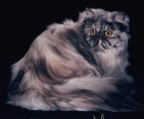 Boo Cat