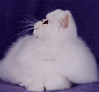 Rockie