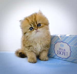 Golden Persian Kitten