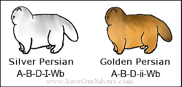 silver and golden cats