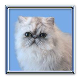 silver patched tabby female
